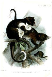 Herbert River ringtail possum httpsuploadwikimediaorgwikipediacommonsthu