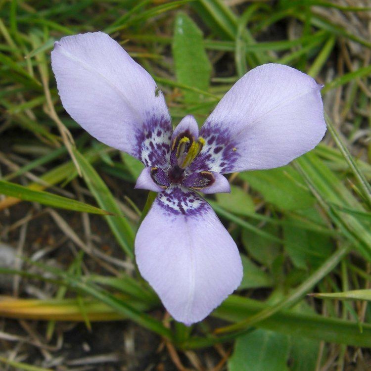Herbertia (plant) httpsuploadwikimediaorgwikipediacommons22