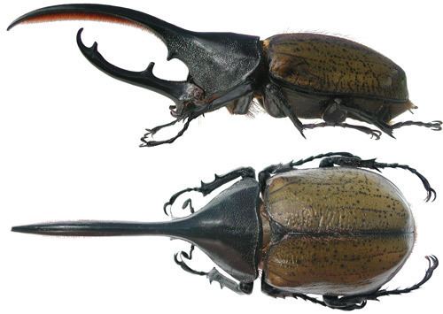 Hercules beetle Hercules beetle Dynastes hercules