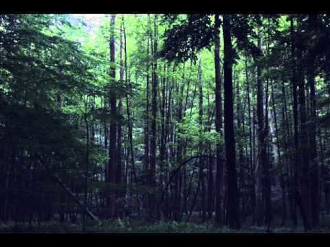Hercynian Forest Ambient relaxing music Ancient Black Forest Hercynian Forest