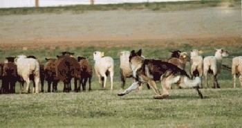 Herding List of Herding Dogs