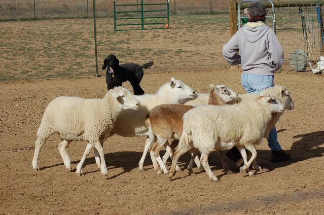 Herding reigner007jpg