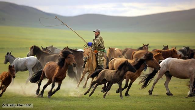 Herding BBC Human Planet Explorer Herding pictures video facts amp news