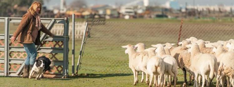 Herding Performance Dogs Herding Lessons