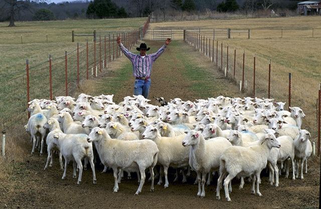 Herding Herding Sheep Focused On Revenue