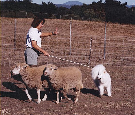 Herding The Organization for the Working Samoyed