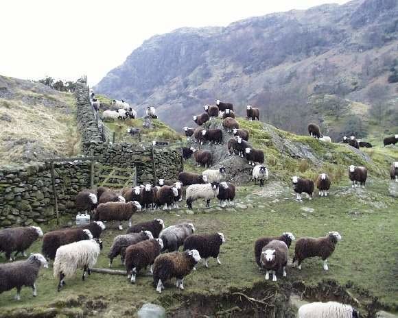 Herdwick Herdwick Sheep Visit Cumbria