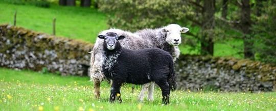 Herdwick Crookabeck Herdwicks Herdwick Sheep amp Wool
