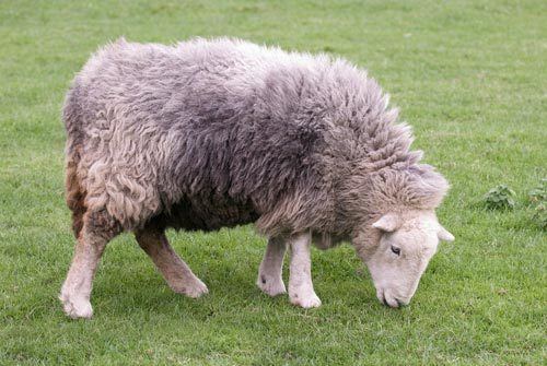 Herdwick Beatrix Potter and Herdwick Sheep Quillcards Blog