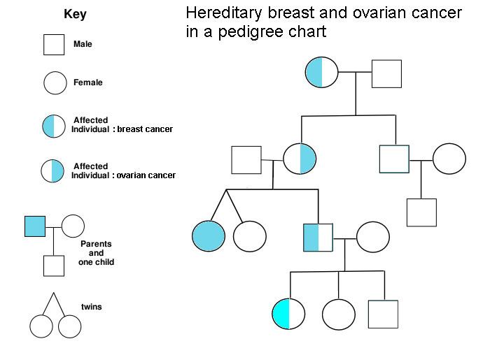 Hereditary breast–ovarian cancer syndrome