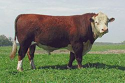 Hereford (cattle) httpsuploadwikimediaorgwikipediacommonsthu