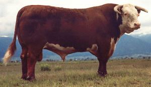 Hereford (cattle) Breeds Hereford The Cattle Site