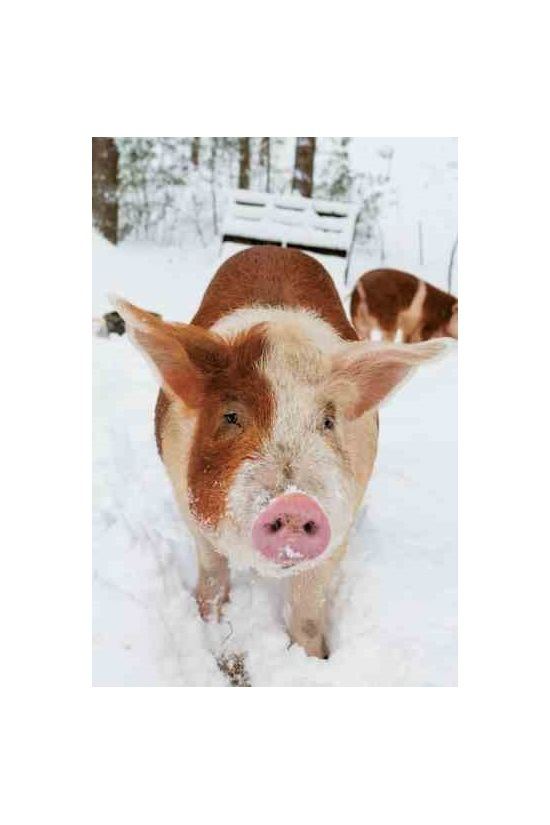 Hereford pig Breed Profile Hereford Hog Homesteading ampamp Livestock MOTHER