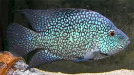 Herichthys carpintis Herichthys carpintis Pearlscale Cichlid Tropical Fish Diszhalinfo