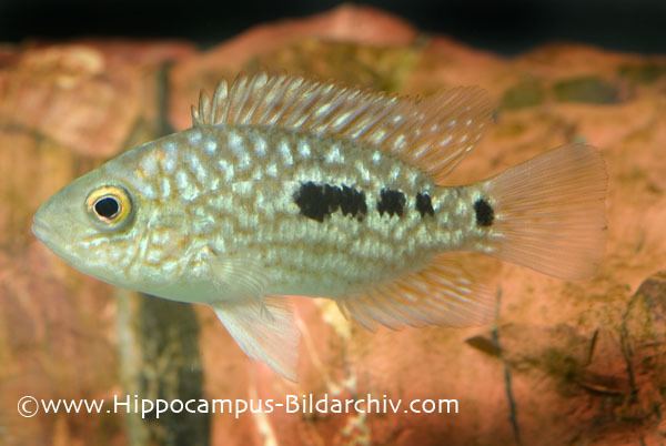 Herichthys carpintis Herichthys carpintis Pearlscale Cichlid Seriously Fish