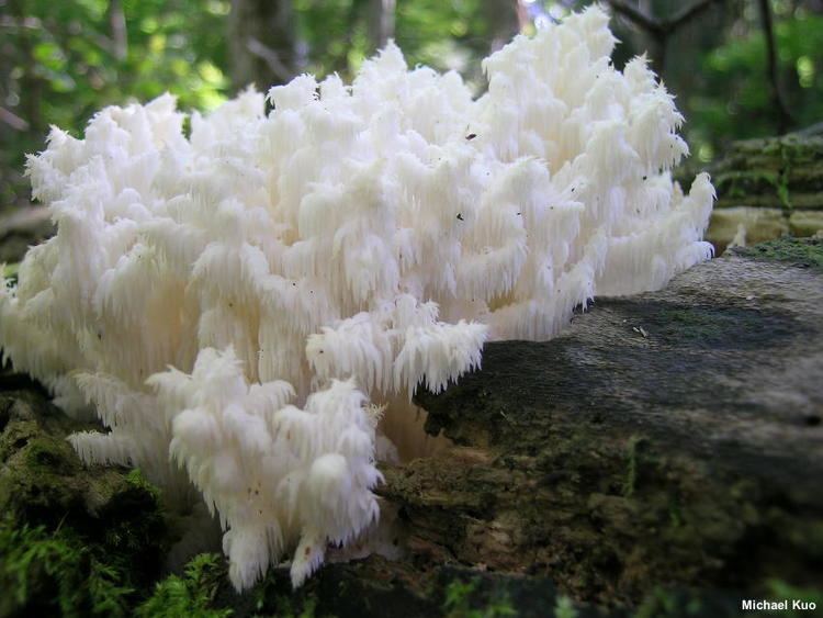 Hericium Hericium coralloides MushroomExpertCom