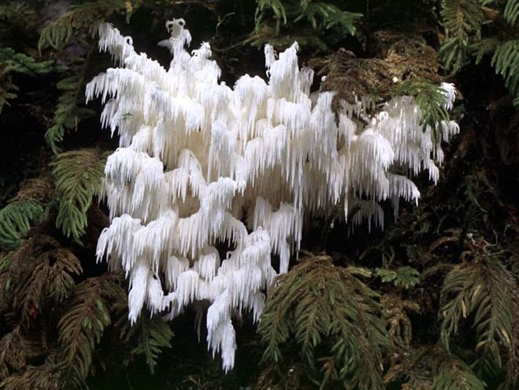 Hericium abietis California Fungi Hericium abietis