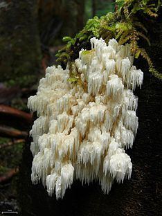 Hericium abietis httpsuploadwikimediaorgwikipediacommonsthu