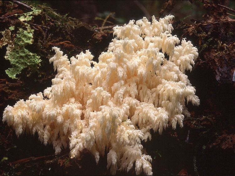 Hericium abietis Hericium abietis