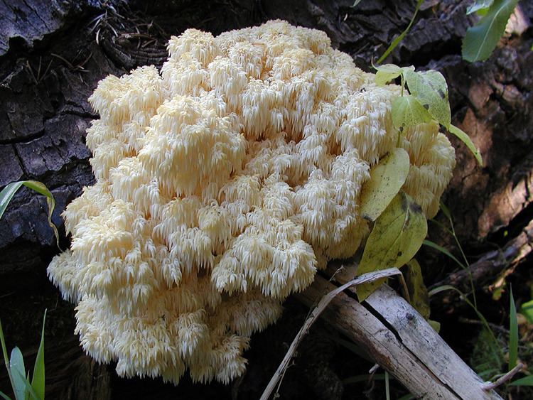 Hericium abietis California Fungi Hericium abietis