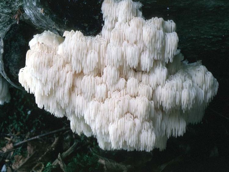 Hericium abietis California Fungi Hericium abietis