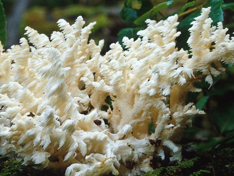 Hericium coralloides California Fungi Hericium coralloides