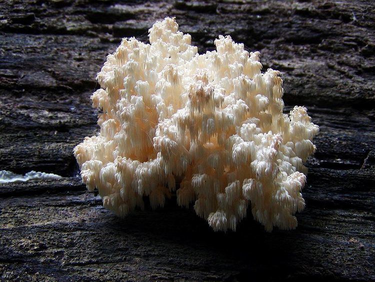Hericium coralloides Hericium coralloides Wikipedia