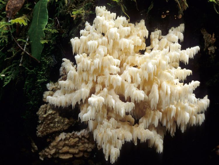 Hericium coralloides California Fungi Hericium coralloides
