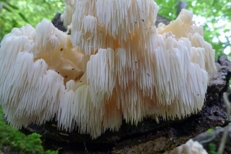 Hericium coralloides AMCNH Hericium coralloides Gallery amp Guide