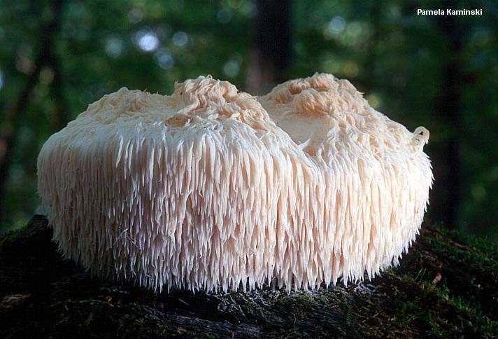 Hericium erinaceus Hericium Erinaceus What are the Nootropic Effects of this Mushroom