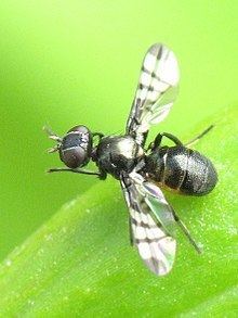 Herina (fly) httpsuploadwikimediaorgwikipediacommonsthu