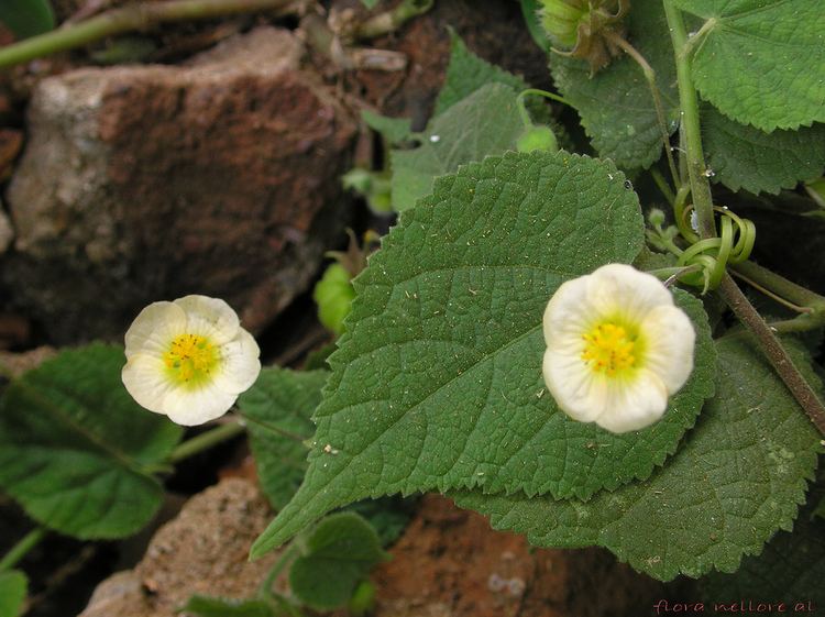 Herissantia FileHerissantia crispa flowersjpg Wikimedia Commons