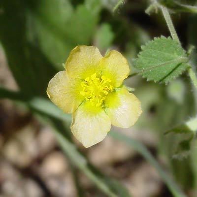 Herissantia Herissantia crispa Bladdermallow Herissantia Curly Bladder