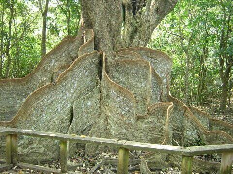 Heritiera Heritiera littolaris tree Nature Pinterest Trees Plants and