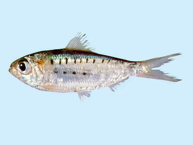 Herklotsichthys Fish Identification