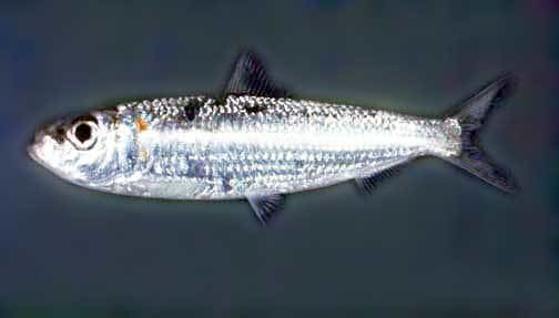 Herklotsichthys Herklotsichthys quadrimaculatus pelupelu goldspot herring fishes