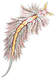 Hermaea bifida httpsuploadwikimediaorgwikipediacommonsthu