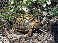 Hermann's tortoise httpsuploadwikimediaorgwikipediacommonsthu