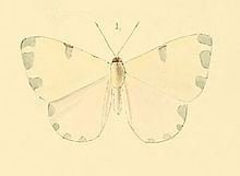 Hermathena (butterfly) httpsuploadwikimediaorgwikipediacommonsthu