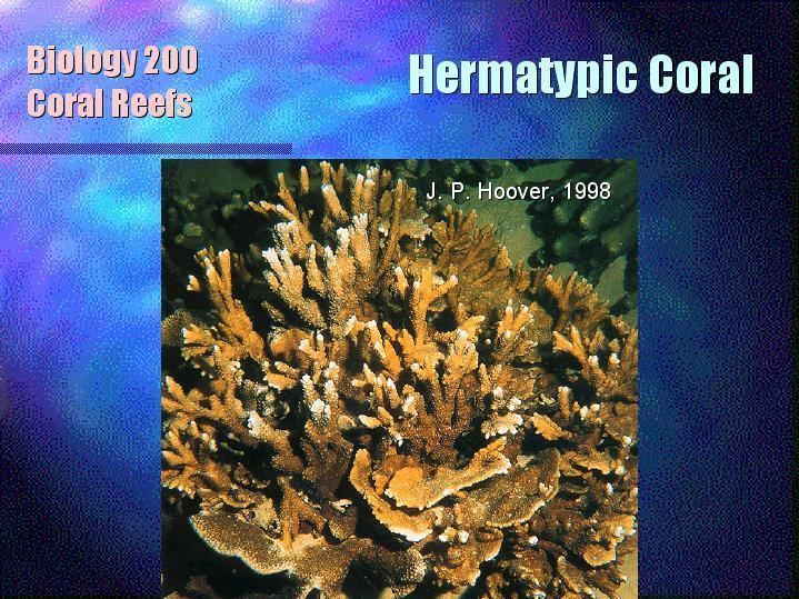 Hermatypic coral Hermatypic Coral