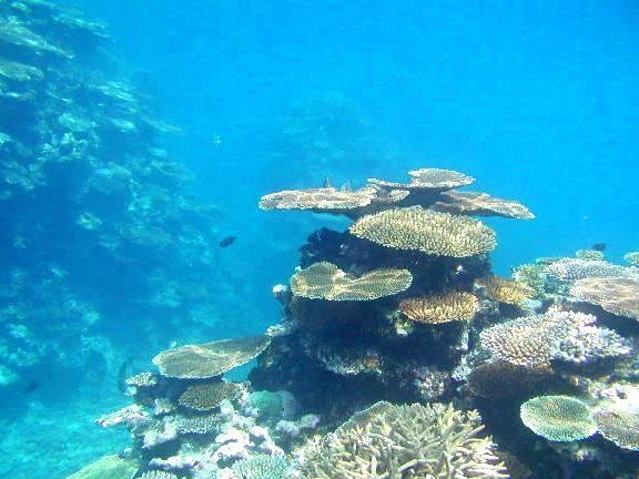 Hermatypic coral Coral reefs are often called