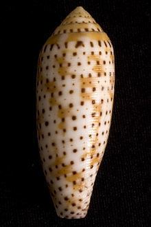 Hermes (gastropod) httpsuploadwikimediaorgwikipediaenthumbd