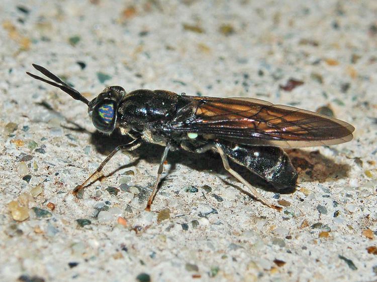 Hermetiinae