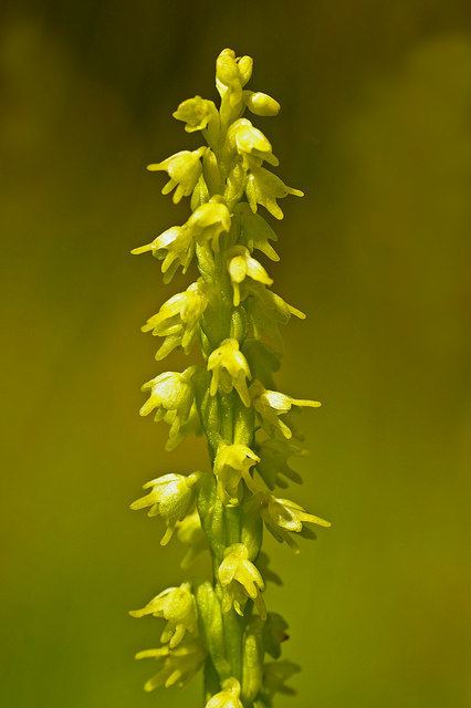 Herminium Musk Orchid Herminium monorchis Ian Capper Geograph Britain