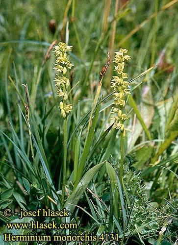 Herminium Herminium monorchis Musk orchid Pukkellbe