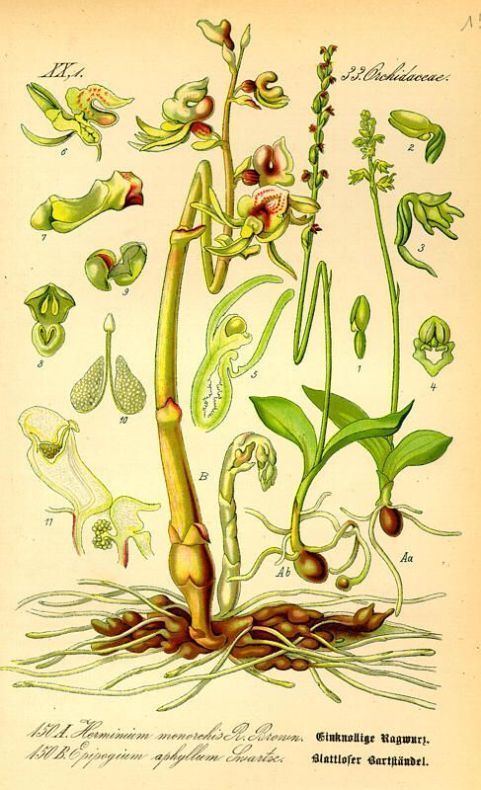 Herminium monorchis Herminium monorchis Orchide ad un bulbo