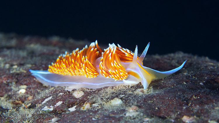 Hermissenda crassicornis Hermissenda crassicornis Alexander Semenov Flickr