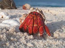 Hermit crab httpsuploadwikimediaorgwikipediacommonsthu