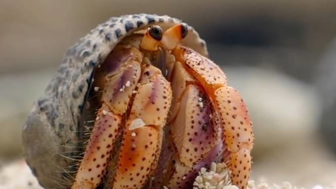 Hermit crab Hermit crabs swapping shells is a crazy remarkable thing video