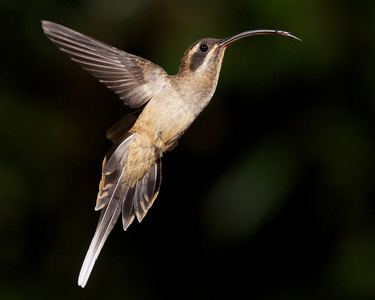 Hermit (hummingbird) Photos Peter Norvig Photo Keywords hummingbird